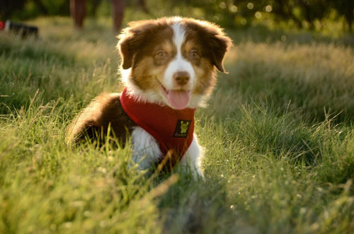 EcoBark Chery Red Dog Harness - Over-the-Head Soft Mesh Dog Vest Halter for Small to Medium Dogs and Puppies