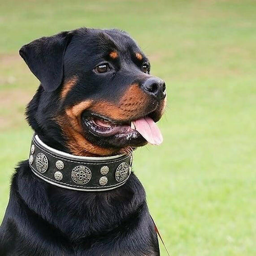 Hektor collar style meets comfort