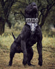Hektor collar style meets comfort