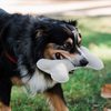 Boba & Vespa Natural Dog Toy Bundle in Cotton and Hemp (+ FREE Poop Bag Holder)