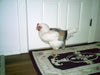 Hen Holster Bird Diaper/Harness (Hand-Made in USA) with Removable Vinyl Liner