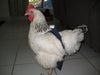 Hen Holster Bird Diaper/Harness (Hand-Made in USA) with Removable Vinyl Liner