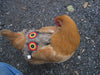 Hen Saver Hen Apron/Saddle (Made in USA)