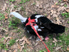 Hen Saver Made-in-the-USA Pet Chicken/Duck Harness