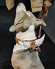 Hermes Collar LUXURY Pet Gear