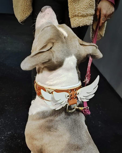 Hermes Collar LUXURY Pet Gear