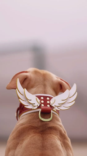 Hermes Collar LUXURY Pet Gear