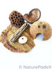 Hermit Crab Botanical Enrichment Pack