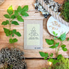 Houseplant Adventurer Houseplant Seed Collection