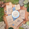 Houseplant Buff Houseplant Seed Collection