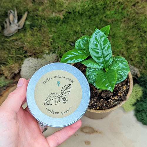Houseplant Buff Houseplant Seed Collection