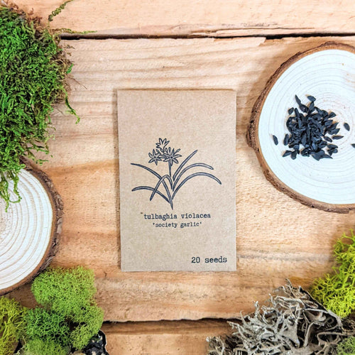 Houseplant Newbie Houseplant Seed Collection