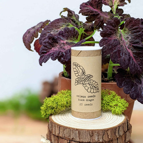 Houseplant Newbie Houseplant Seed Collection