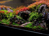Hydrocotyle Tripartita Japan