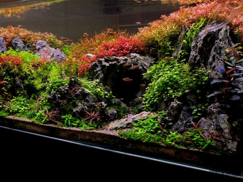 Hydrocotyle Tripartita Japan