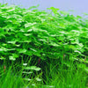 Hydrocotyle Tripartita Japan
