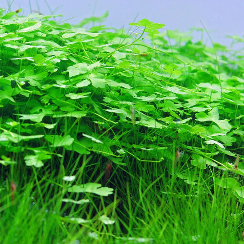Hydrocotyle Tripartita Japan