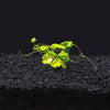 Hydrocotyle Tripartita Japan