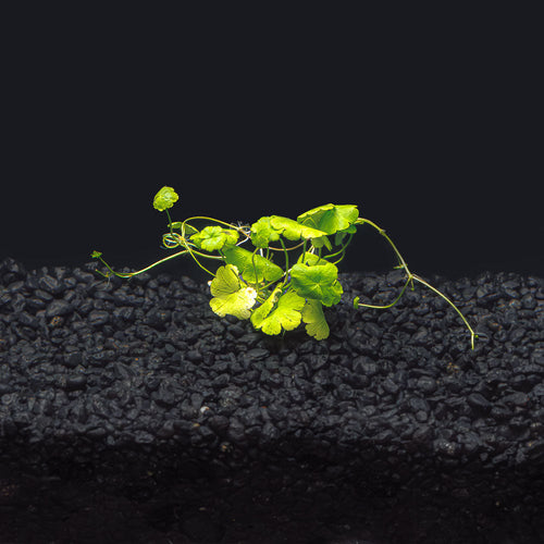 Hydrocotyle Tripartita Japan