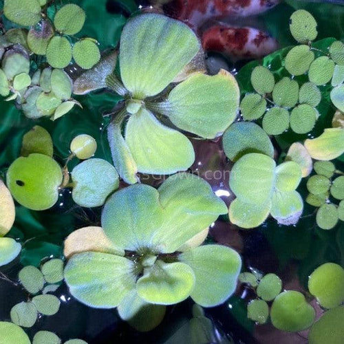 One Cup of Mixed Floaters