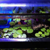 Frogbit 4oz Cup Portion