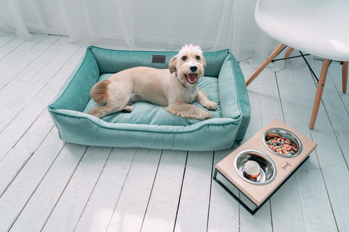 Velvet Dog Bed Dreamer