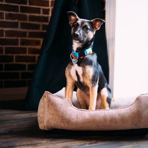 Corduroy Dog Bed Dreamer