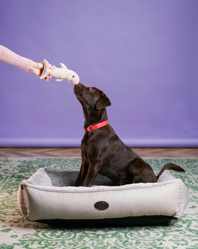 Pet Toy - Shark