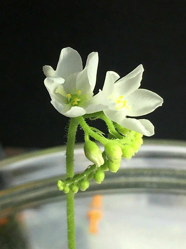 Drosera capensis alba white flower [Fungus gnat catcher]