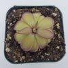 Pinguicula laueana x emarginata