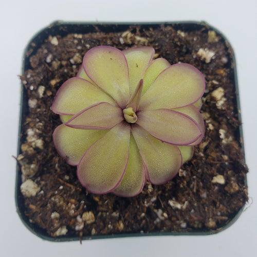 Pinguicula laueana x emarginata