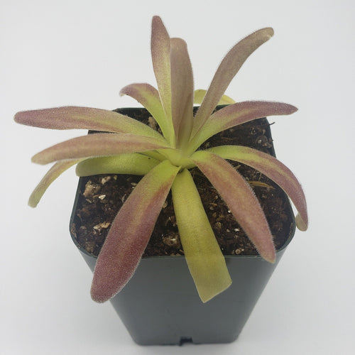 Pinguicula agnata 'El Lobo' x moctezumae