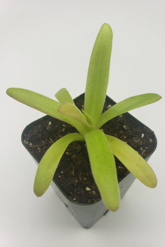 Pinguicula agnata 'El Lobo' x moctezumae