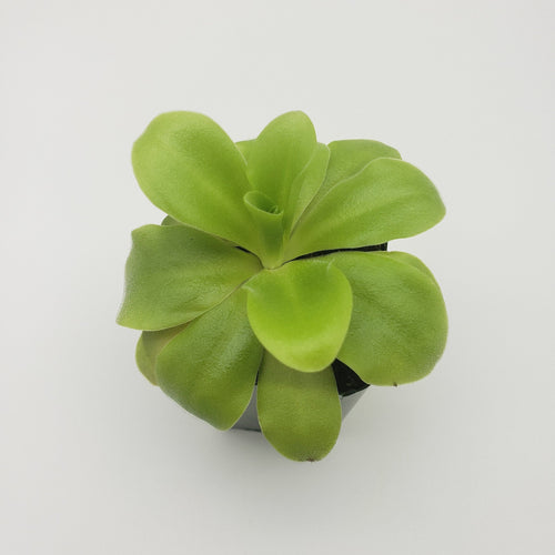 Pinguicula agnata 'El Lobo' x 'Huahuapan'