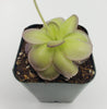 Pinguicula hemiepiphytica x cyclosecta