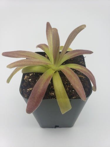 Pinguicula agnata 'El Lobo' x moctezumae