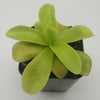 Pinguicula gigantea