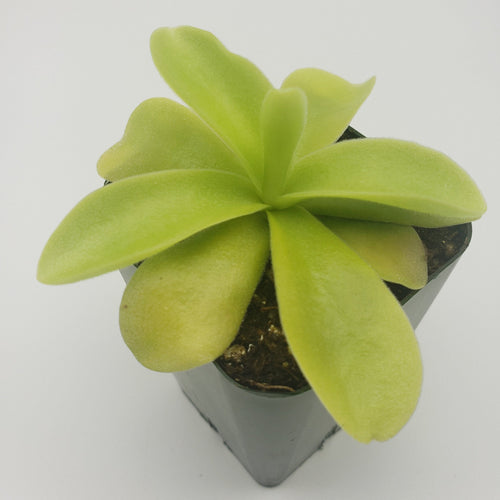 Pinguicula gigantea
