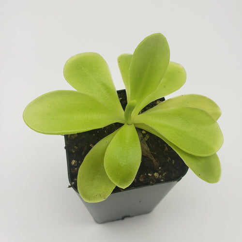 Pinguicula gigantea x 'Huahuapan'