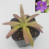 Pinguicula agnata 'El Lobo' x moctezumae