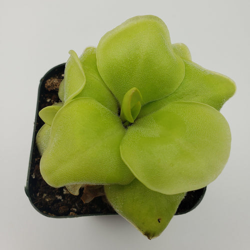 Pinguicula Huahuapan
