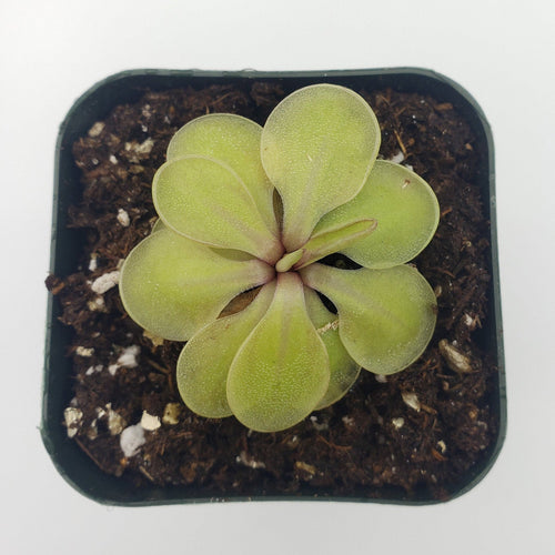 Pinguicula emarginata x 'Huahuapan'