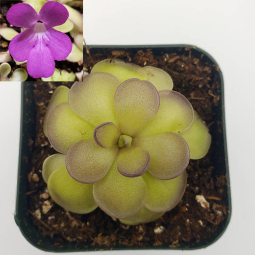 Pinguicula hemiepiphytica x cyclosecta