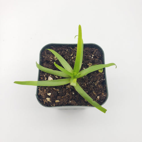 Pinguicula moctezumae