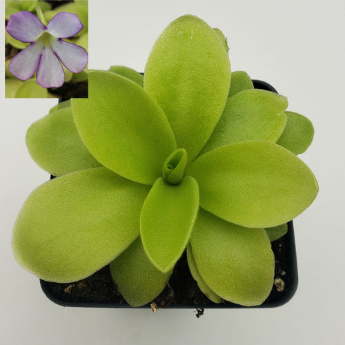 Pinguicula gigantea x 'Huahuapan'