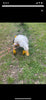 Ducky’s wheelchair