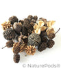 Mini/Nano Seed Pod Variety Pack - 37 Pieces