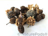 Mini/Nano Seed Pod Variety Pack - 37 Pieces