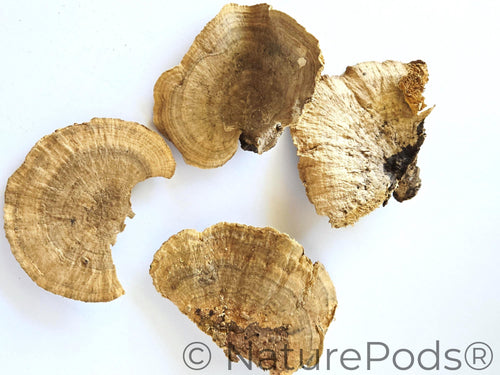 Sponge Mushroom Caps