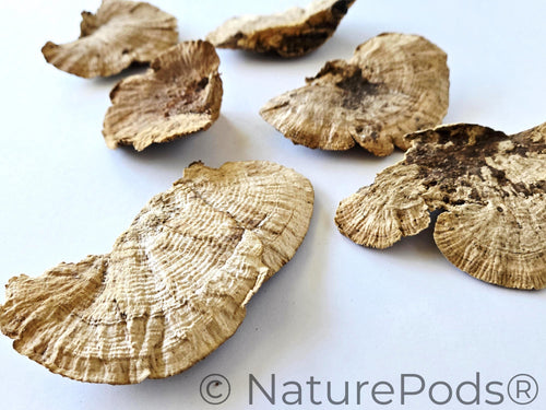 Sponge Mushroom Caps